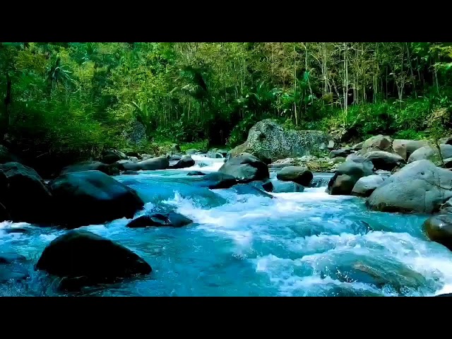 Forest Stream Relaxing Waterfall Sounds to relieve stress, for sleep, for studying, for yoga