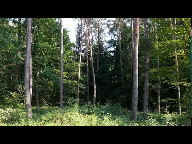 RELAXATION NATURE SOUND WILDLIFE FOREST - SINGING BIRDS