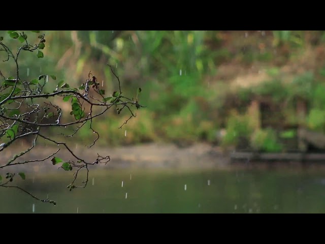 Rain Sounds For Sleep - 99% Fall Asleep Instantly To The Sounds Of Rain And Thunder During The Day