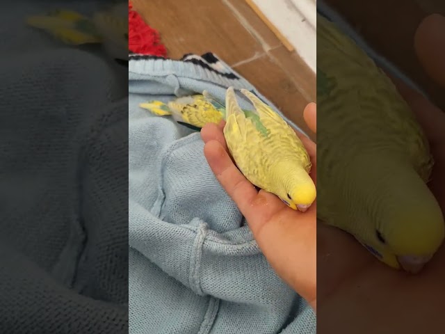 Just my budgies cuddling in my father hoodie