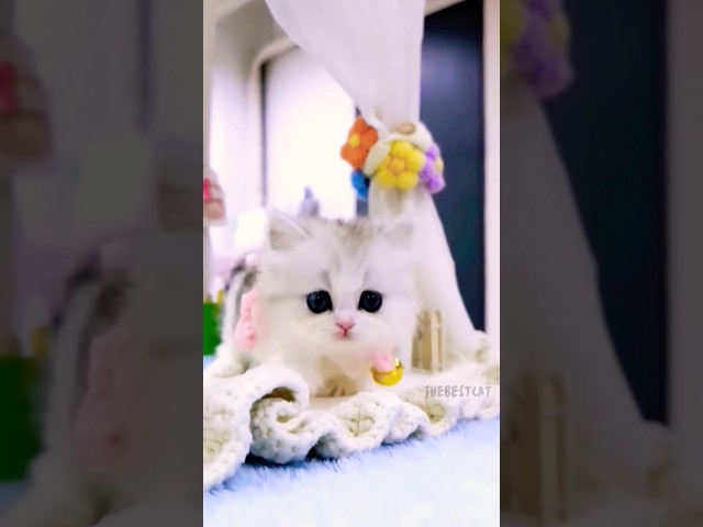 💝Cute kitty💝😻 #cat #cute #kitty #viralvideo #shorts #catlover