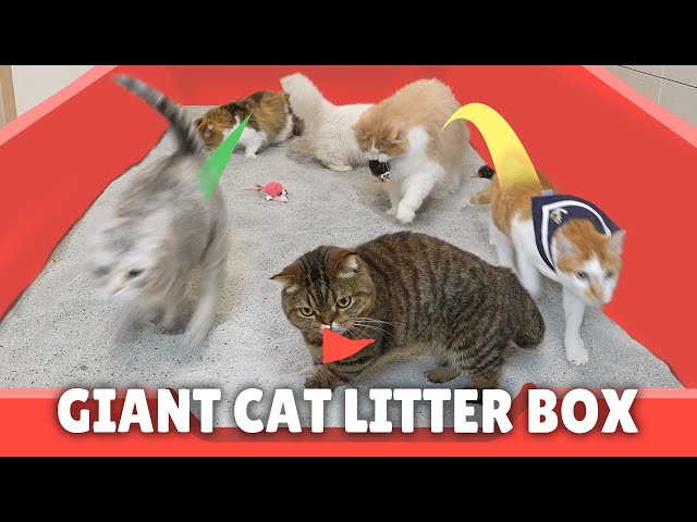 Giant Cat Litter Box Conquest Challenge