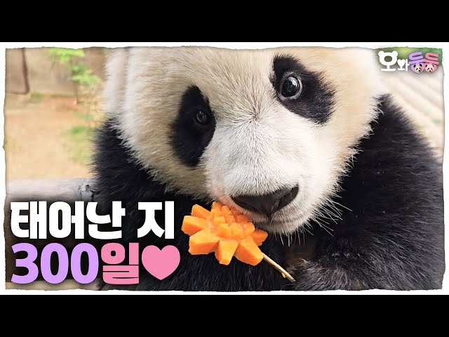 (SUB) Reaction Of Twin Pandas After Receiving 300th Day Gift💕│Panda World