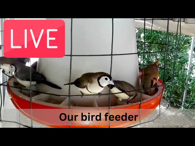 Bird cams - LIVE. Watch birds feeding on our Live bird feeder cams!  🥚 🐥 🐓 🦜