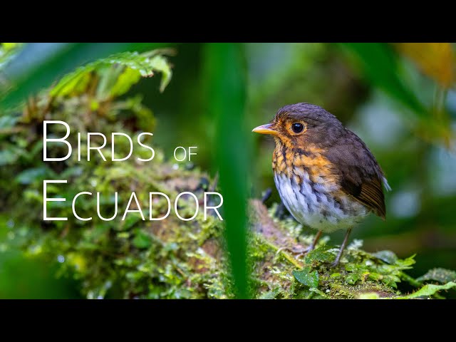 Andean Birding Adventure: Up-Close Encounters | Birds of Ecuador | Part 2