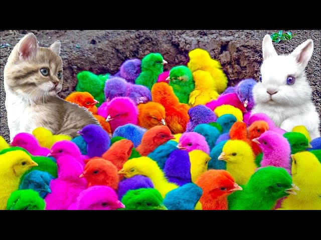 World Cute Chickens, Colorful Chickens, Rainbows Chickens, Cute Ducks, Cat, Rabbit, Cute Animals 🐤🦢🥚