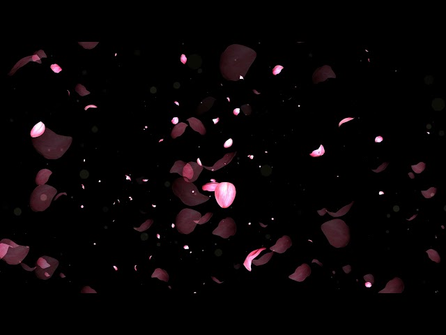 Falling Rose Petals Background Video Animation |  Motion Background Loop | No Copyright