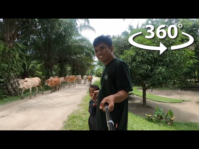 Virtual Reality 360 Rombongan Sapi