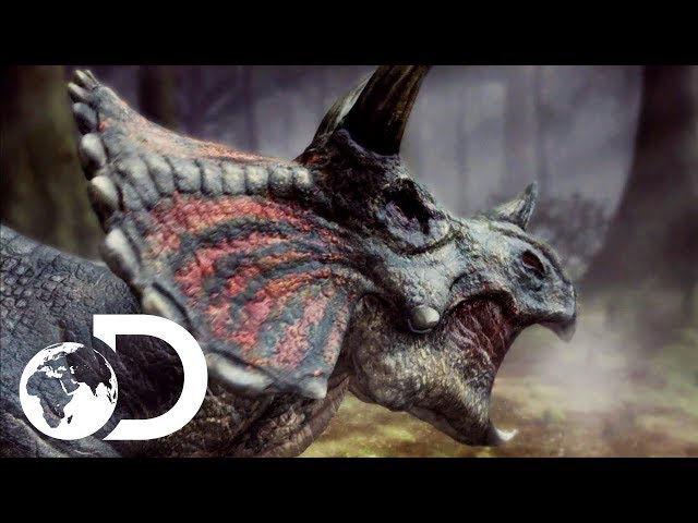 The Toughest Of All Dinosaurs: The Triceratops | Clash Of The Dinosaurs