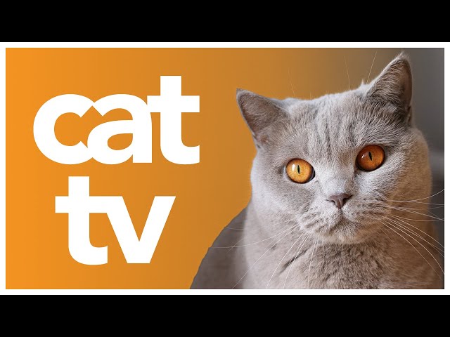 Relaxing Cat TV: Nature & Bird Watching Video for Cats | Calming Cat Music and TV For Cats