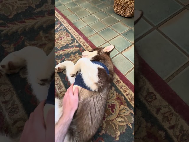 🐕Malamute Puppy Belly Rubs🥰 🐾 #malamute #love #shortsfeed #short #dog  #husky