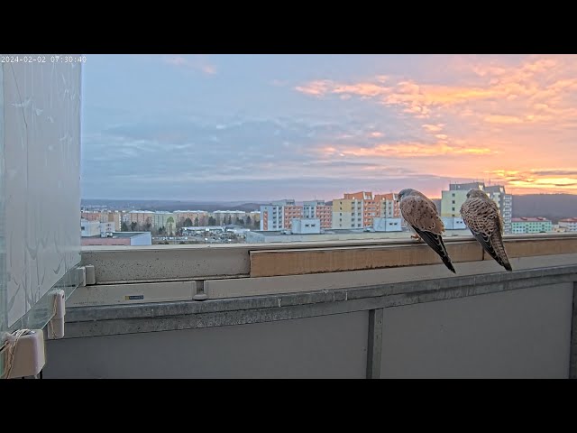 Falco tinnunculus brunensis - cam 1-20