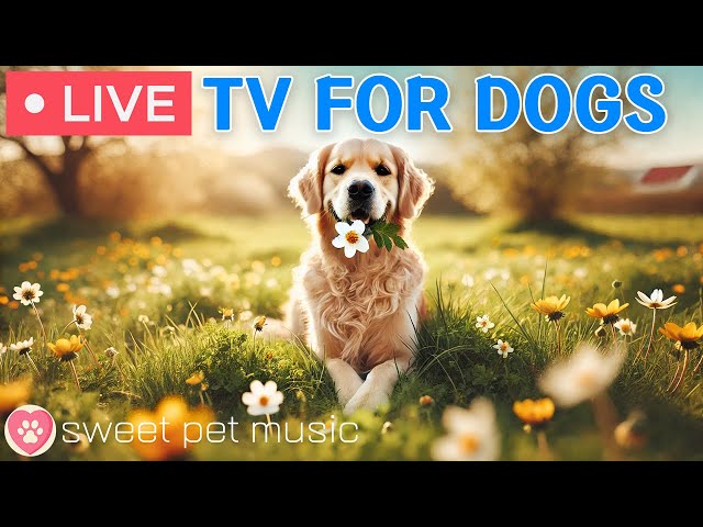 🔴 24 Hours of Dog TV｜Anti-Anxiety Relaxing Music & Engaging Videos for Dogs,  Music for a Lonely Dog