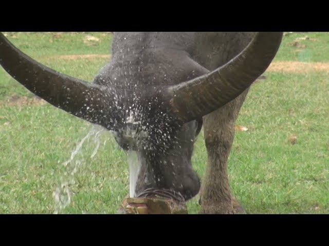 Rescued Buffalos Enjoy Cooling Off in the Water Fountain - ElephantNews