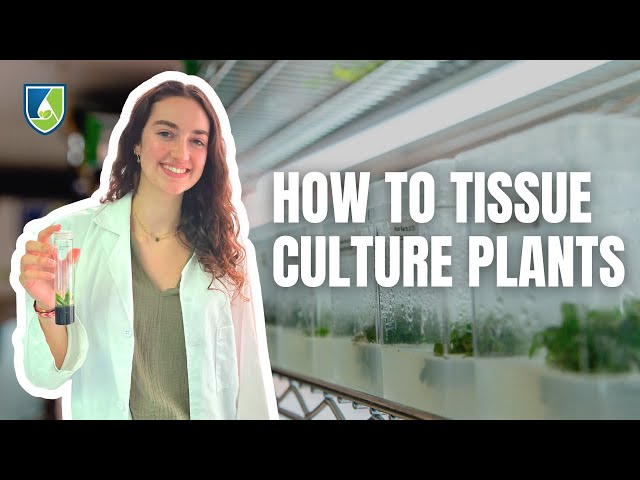 How to Tissue Culture Plants: Your Ultimate How-to Guide