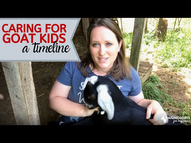 Goat Kid Care Timeline- From Day Old to Weaning