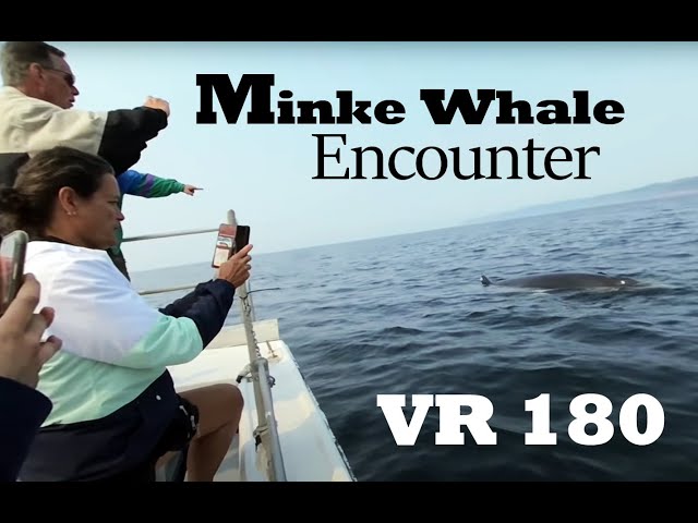 Minke Whale Encounter, Pleasant Bay Whale Watching, Nova Scotia. VR 180