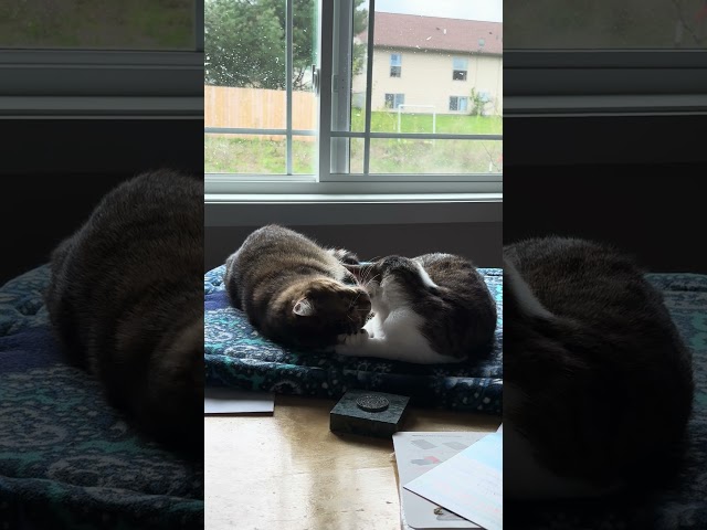 Acorn and Cedar cleaning  #kitten #cute #cat