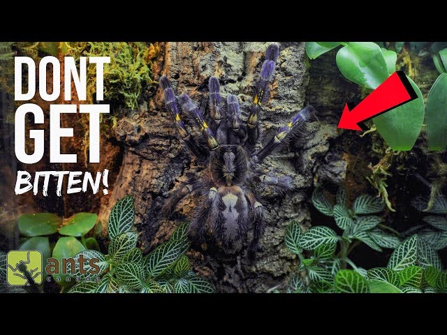 One of the Most Venomous Tarantulas in the World