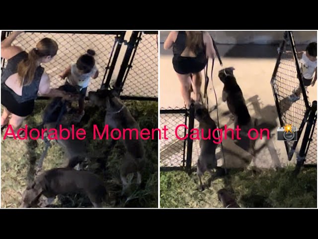 Cutest Moment Caught on Camera 📸! This girl and the Puppies 😍 #puppy #dog #dogsofyoutube #trending