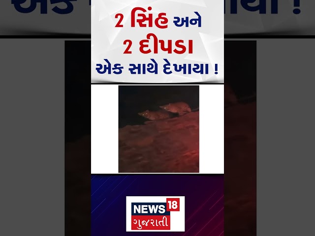 Amreli Forest | 2 સિંહ અને 2 દીપડા એક સાથે દેખાયા !| Gujarat | Gujarati News | News 18 Gujarati|N18S