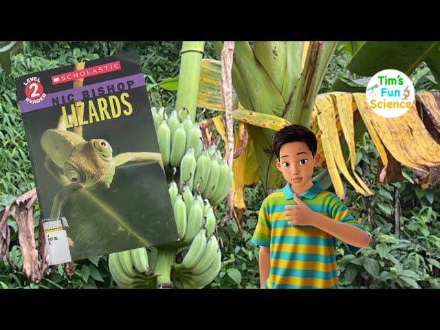 Fun Reading with Tim: Lizards