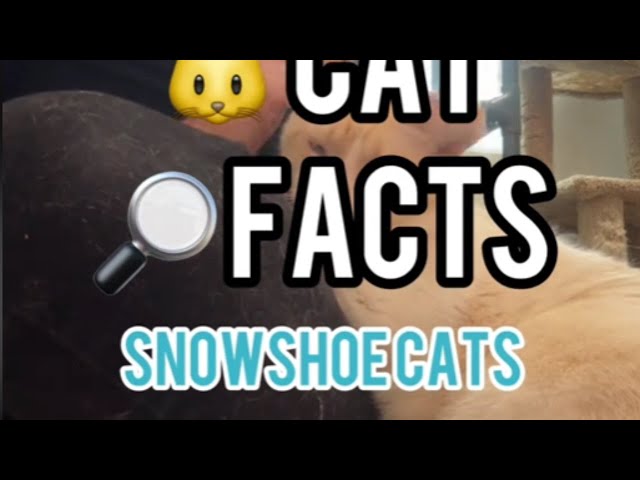 Neat Cat Facts ~ Snowshoe Cats