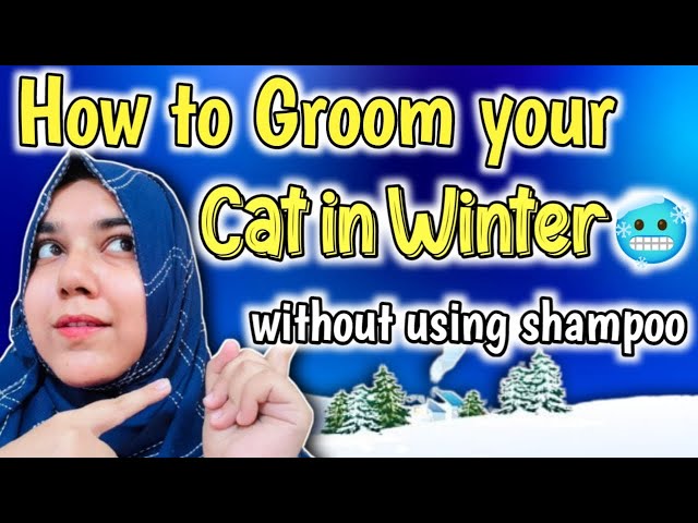 Persian Cat Grooming WithOut Using Cat Dry shampoo🥶 (How to groom a persian cat at home in winters)