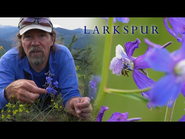 Common Flowers of the Methow Valley: Larkspur