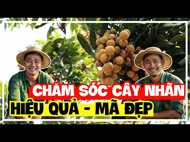 Cách Chăm Bón Cây Nhãn Sơn La Khoẻ, Trái To Mã Đẹp | Kỹ Thuật Cây Trồng | Sỹ Nguyễn official