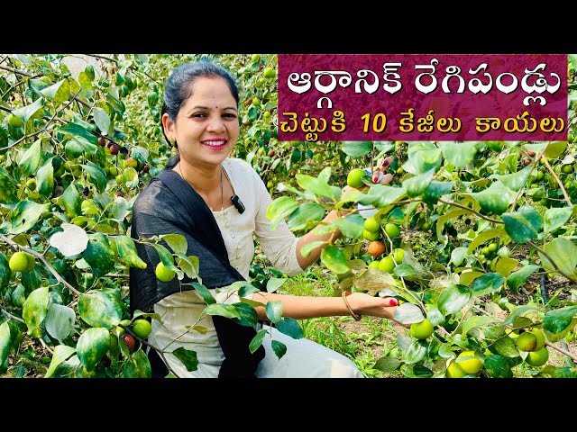 సేంద్రీయ పద్ధతిలో పెంచిన పెద్ద రేగి పండ్ల తోట | ఒక్కో చెట్టుకు 10kg నుండి 15kg కాయలుంటాయి Regi Thota