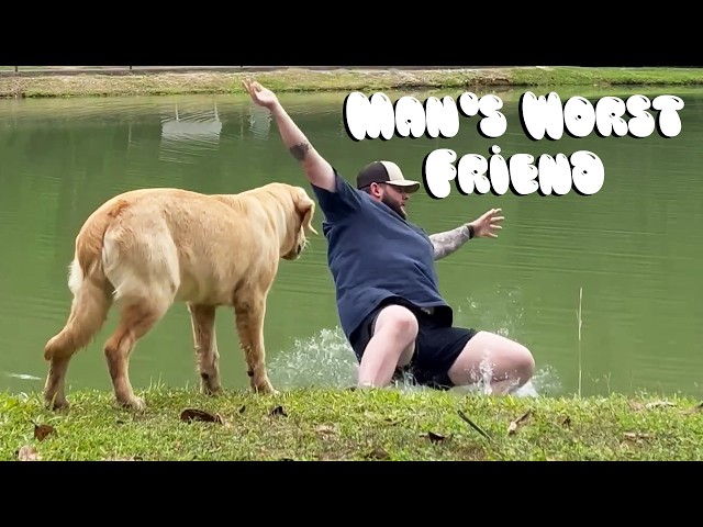 Funny Dog Fails | Golden Retrievers, Pitbulls, and German Shepherds