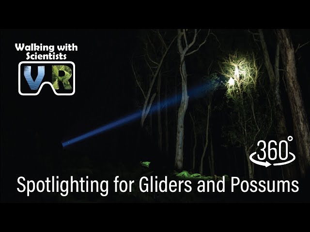 Spotlighting for Greater Gliders and Leadbeater’s Possums | VR 360 | Walking with Scientists