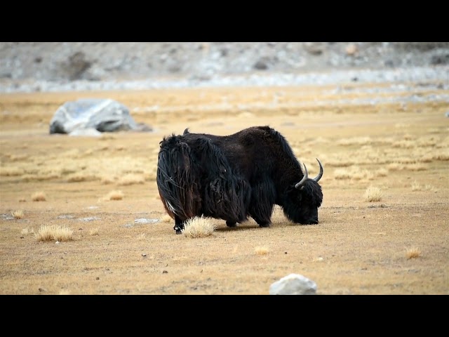 Wild yak in Himalaya mountain-4k Nature (Ultra HD) | Nature's Sweet Tales.