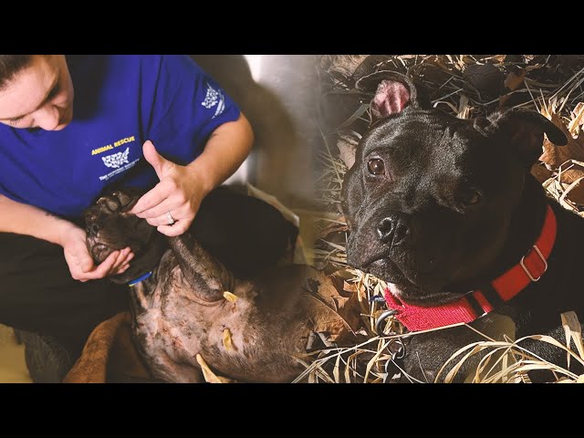 Dogfighting survivor beats the odds