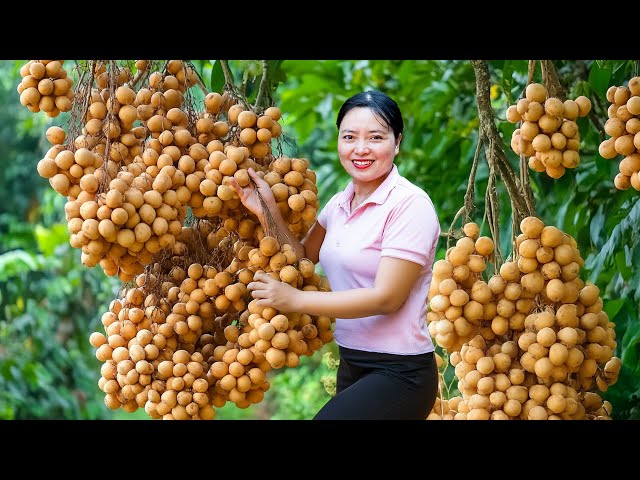 Harvesting Longan Go To The Market Sell, Farm Life | Harvesting Farm Produce