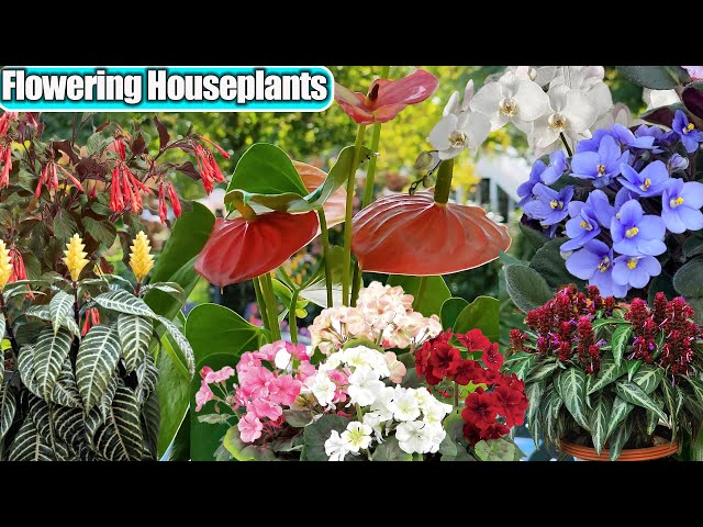 Favorite Flowering Houseplants