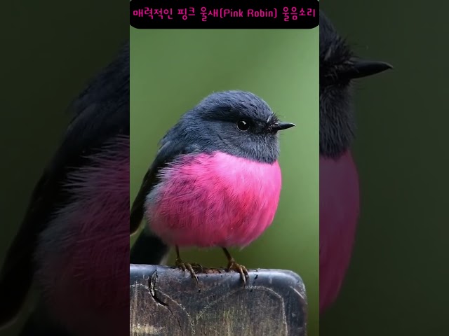 핑크 솜뭉치의 치명적인 노랫소리 핑크 울새 (Pink Robin)