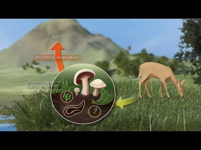 Carbon Cycle 3D Video