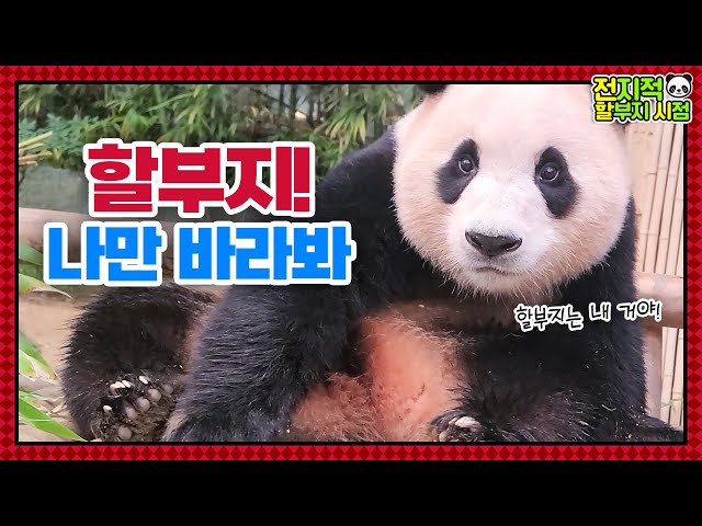 (SUB) Kid Panda Is Upset With Grandpa And Baby Panda Is Drinking Beestings💕🍼│ Panda World🐼