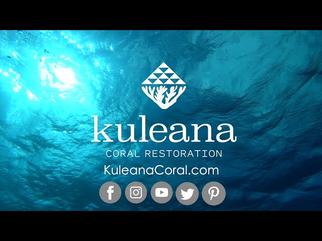 Kuleana Coral - Restoring Coral Reefs in Hawaii