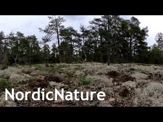 Barren lichen land 360, Nordic spring