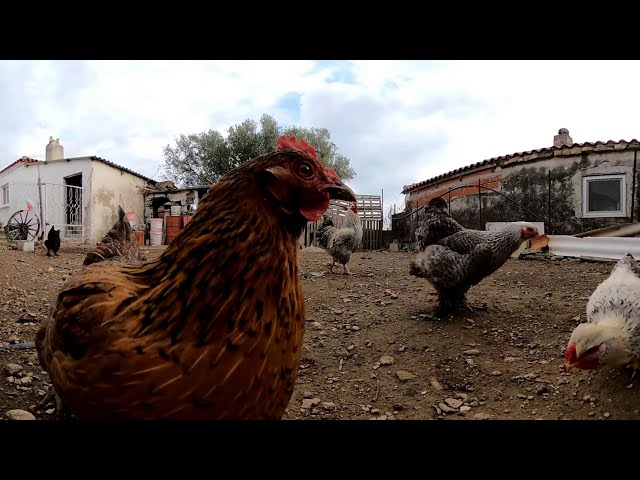 Chickens Eating Breakfast 360° Video