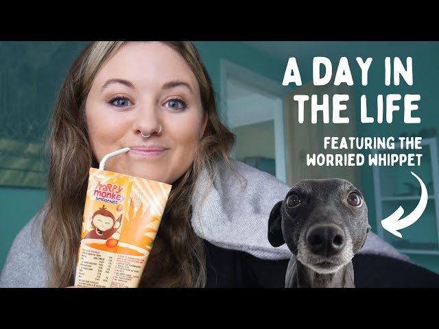 Working From Home With a Whippet || A Day in the Life