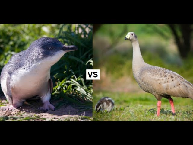 Little Penguins VS Mother Cape Barren Goose