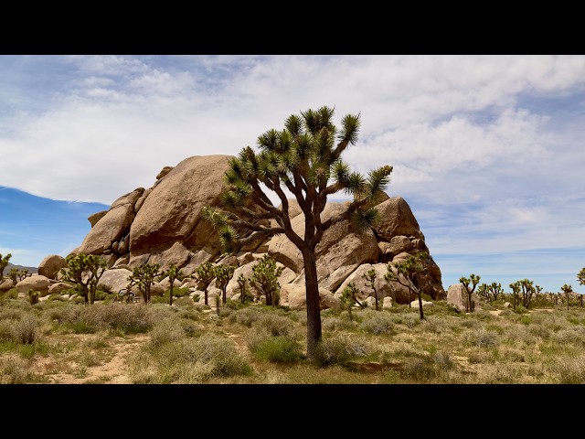 Joshua Tree National Park in a Day (Scenic Drive and Hikes)