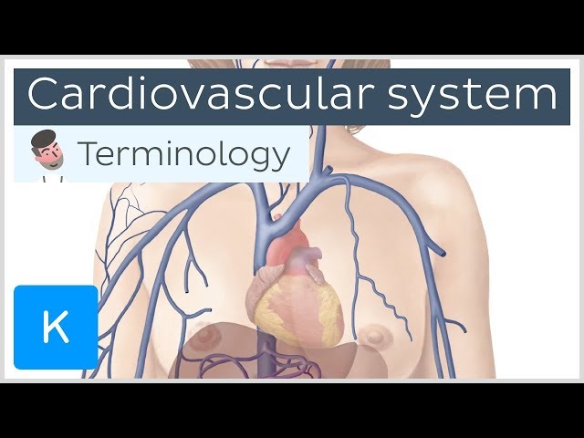 Cardiovascular (circulatory) system - Anatomical terminology for healthcare professionals | Kenhub