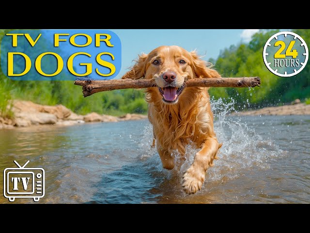 Dog TV for Anxious Dogs: 24 Hours Best Anti-Anxiety Music for Dogs & Boredom Busting Videos for Dogs