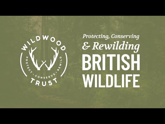 A year of protecting, conserving and rewilding British wildlife 💚