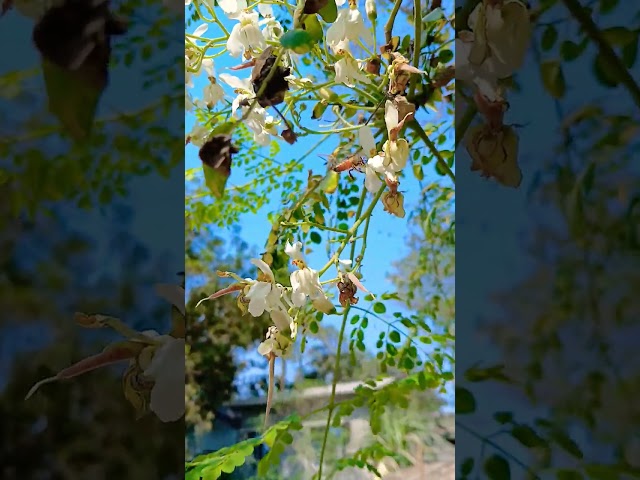 Bee collecting food....Nature beauty...spring.  #viralpost #video